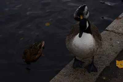 DSC_0524 (Large).JPG